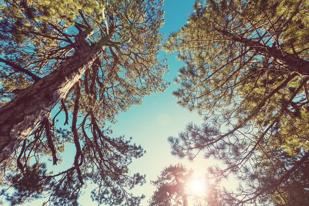 Rayos de sol en el bosque