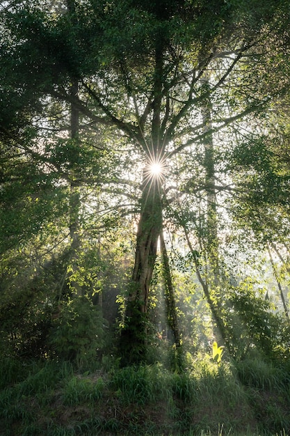 rayos de sol en el bosque