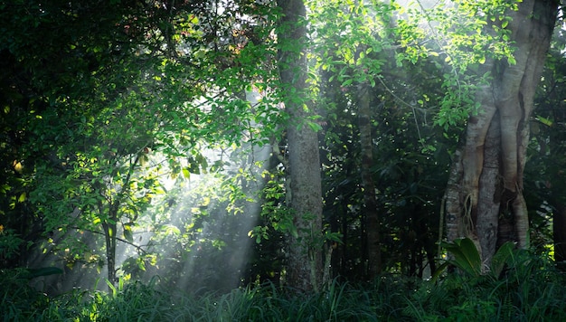 rayos de sol en el bosque