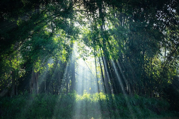 rayos de sol en el bosque