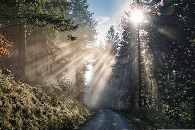 rayos de sol en el bosque