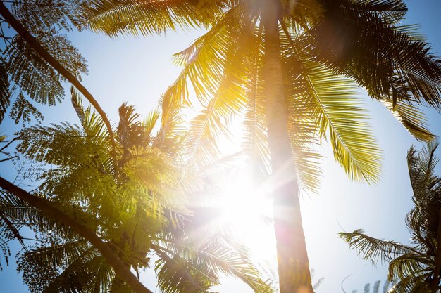 Los rayos del sol brillan directamente en la cámara a través de hojas verdes y ramas de altas palmeras tropicales.