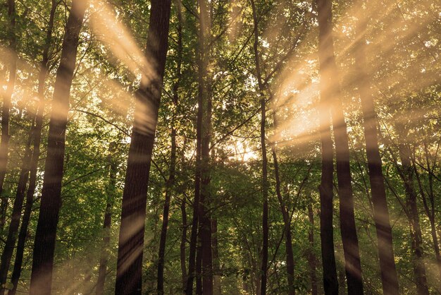 Los rayos del sol brillan a través de los árboles en otoño