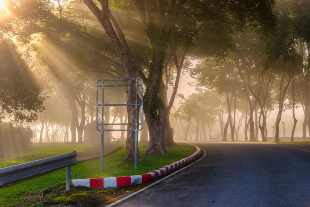 Rayos de sol hermosos en el bosque verde, provincia de surat thani, tailandia.