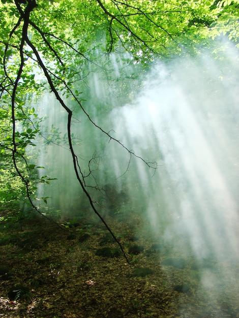 Rayos del sol en humo en el bosque