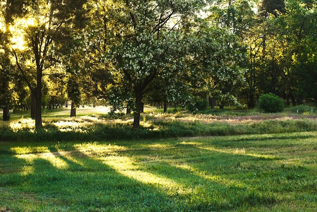 Rayos de sol por la mañana en el bosque.