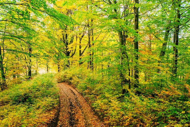 Rayos de sol de oro de la mañana sobre la hierba verde en otoño.