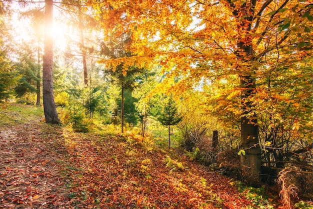 Rayos de sol de oro de la mañana sobre la hierba verde en otoño.