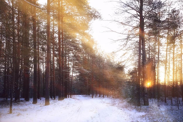 rayos del sol paisaje bosque invernal, paisaje resplandeciente en un hermoso bosque nevado panorama estacional de invierno