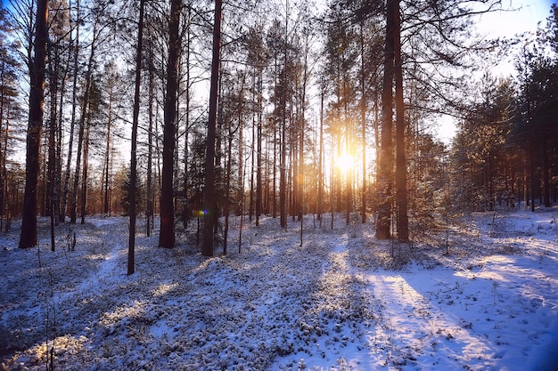 rayos del sol paisaje bosque invernal, paisaje resplandeciente en un hermoso bosque nevado panorama estacional de invierno