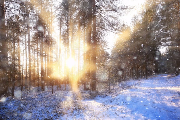 rayos del sol paisaje bosque de invierno, paisaje resplandor en un hermoso bosque nevado panorama estacional de invierno