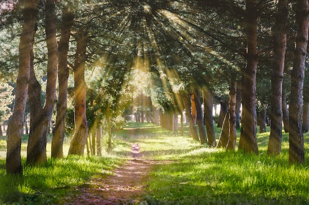 Rayos de sol pasando a través de los árboles hacia la hierba en el bosque