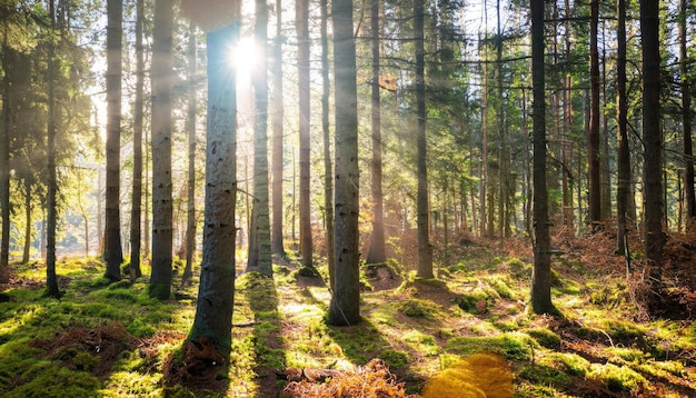 Rayos de sol rompiendo Spruce Tree Forest en otoño