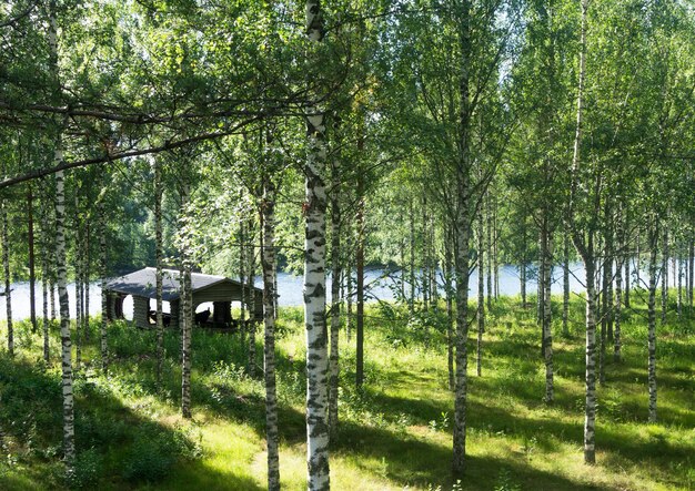 Los rayos del sol sobre la hierba en el bosque de abedules cerca del río