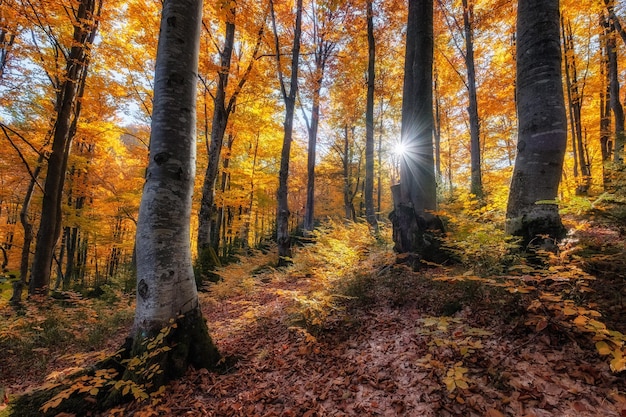 Rayos de sol a través de los árboles de otoño Paisaje natural de otoño en el bosque Bosque de otoño y sol como fondo Imagen de otoño