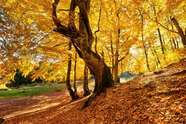 Foto rayos de sol a través de los árboles de otoño paisaje natural de otoño en el bosque bosque de otoño y el sol como fondo otoño imagexa