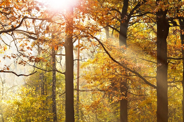 Rayos de sol a través del follaje en otoño