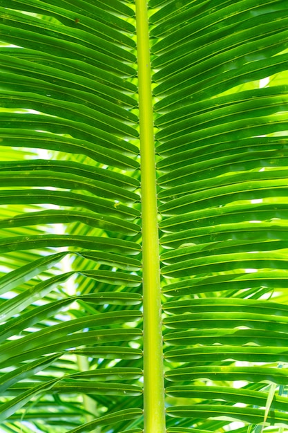 Rayos del sol a través de hojas de palma. Enfoque suave. Naturaleza de la selva. Primer plano de una hoja de palma verde saturada.