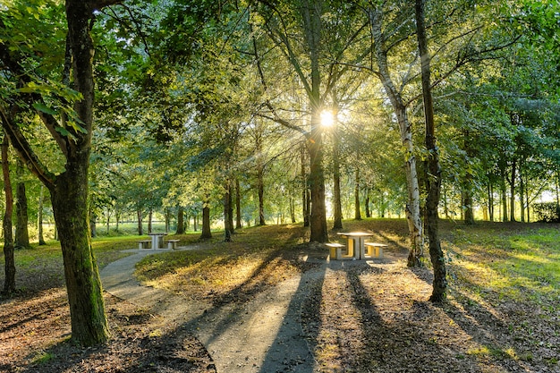 Rayos solares a través de árboles en un parque en la tarde