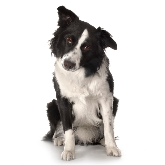 Raza Border Collie