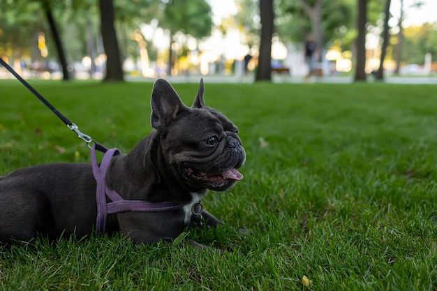 La raza de bulldog francés se derramó sobre el césped y mira hacia adelante