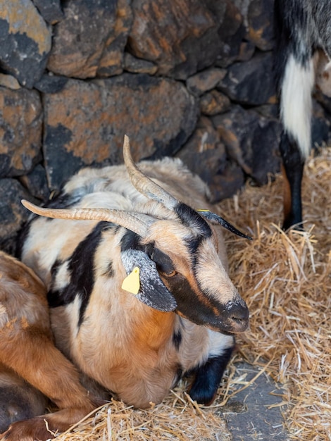 Raza de cabra autóctona majorera en Tenerife de las Islas Canarias