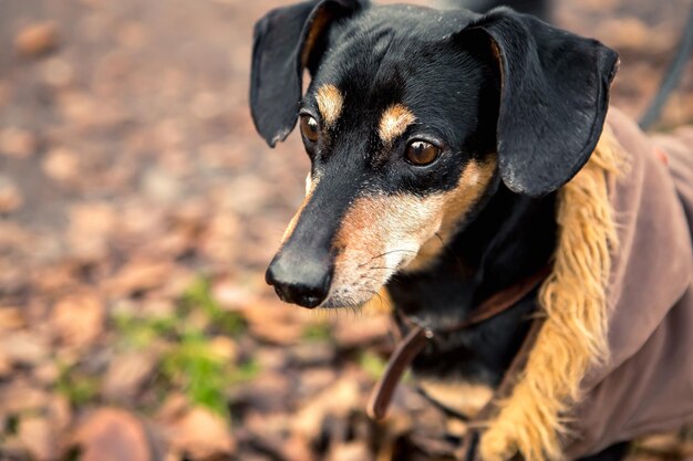 Raza dachshund negro bronceado perro a pie en el parque verde de la ciudad