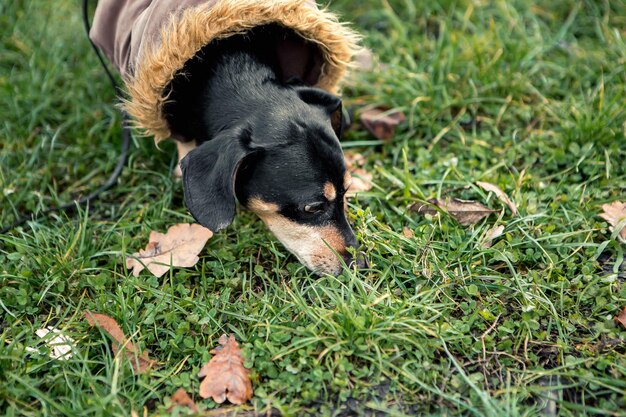 Raza dachshund negro bronceado perro a pie en el parque verde de la ciudad