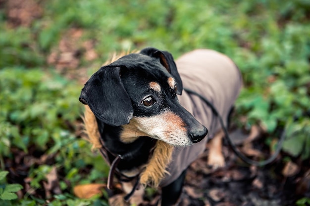 Raza dachshund negro bronceado perro a pie en el parque verde de la ciudad