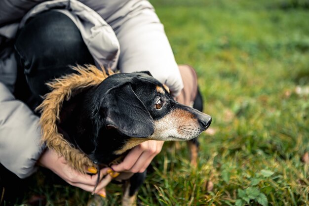 Raza dachshund negro bronceado perro a pie en el parque verde de la ciudad