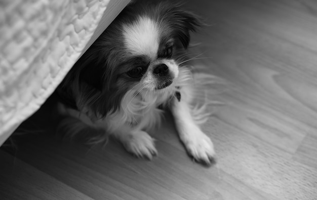 Raza decorativa de perros. Pequeño perro doméstico. El perro se esconde debajo de la cama.Perro hin japonés