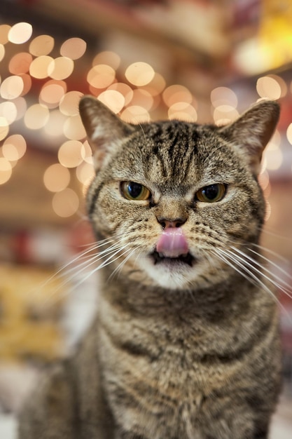 La raza de gato British Blue está sobre la mesa