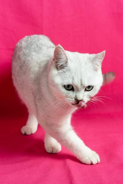 La raza de gato chinchilla plata británica lame sobre un fondo rosa