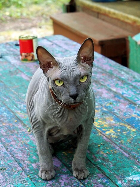 Foto la raza de gato joven esfinge de color gris mira al fotógrafo sentado en una mesa de madera