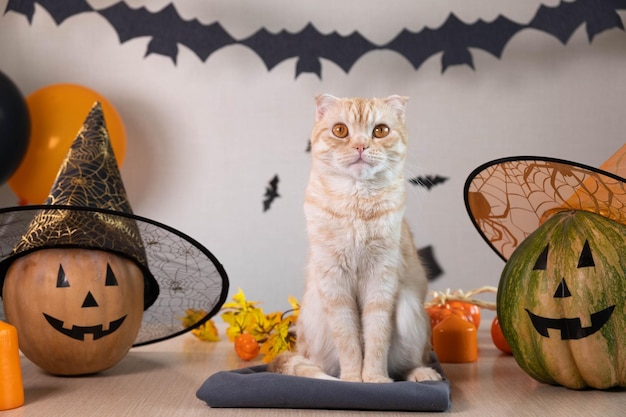 Raza de gato de rayas rojas pliegue escocés sentado en la mesa con calabazas en sombreros de bruja