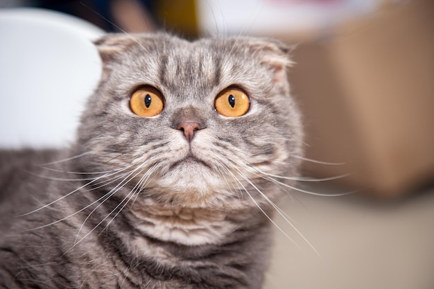 Raza de gato Scottish Fold encantador. El pequeño gatito de jengibre de Scottish Fold Cat en la mascota esponjosa se siente feliz y el gato encantador se siente cómodo. amor a los animales concepto de mascota.