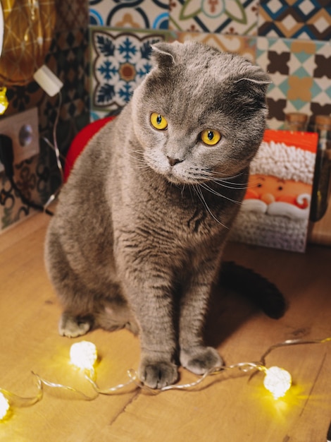 Raza de gato Scottish Fold en una luminosa cocina decorada para Navidad