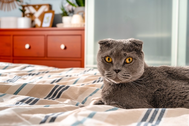 Raza de gato Scottish fold sentado en la cama acogedor interior moderno