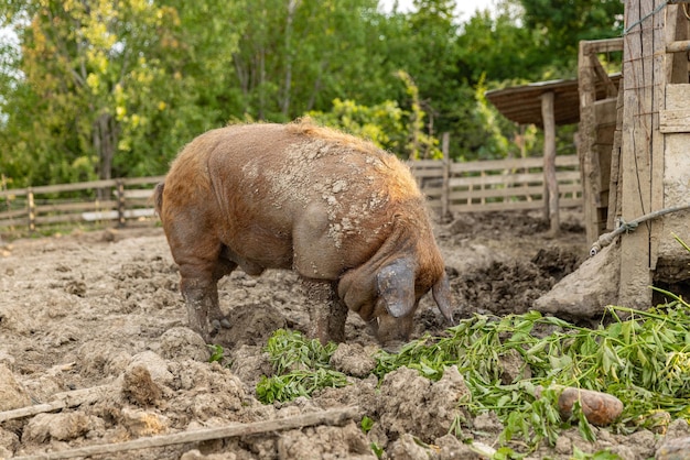 Raza mangalica húngara