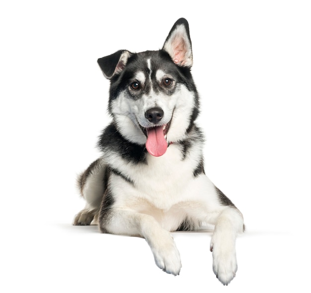 Raza mixta entre Husky siberiano y Labrador Retriever acostado delante de un fondo blanco