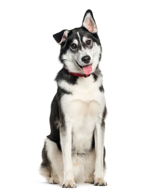 Raza mixta entre Husky siberiano y Labrador Retriever sentado frente a una superficie blanca