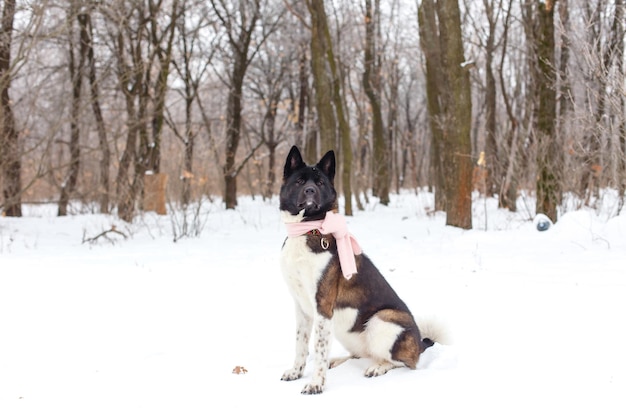 Foto raza de perro akita en invierno con una bufanda