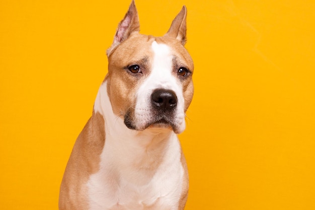 Raza de perro American Staffordshire Terrier se ve en un fondo amarillo