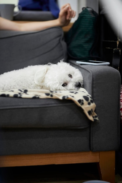 La raza de perro Bichon está descansando en el sofá. Perro blanco de cerca