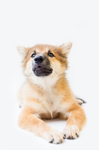 Raza de perro cachorro sobre fondo blanco