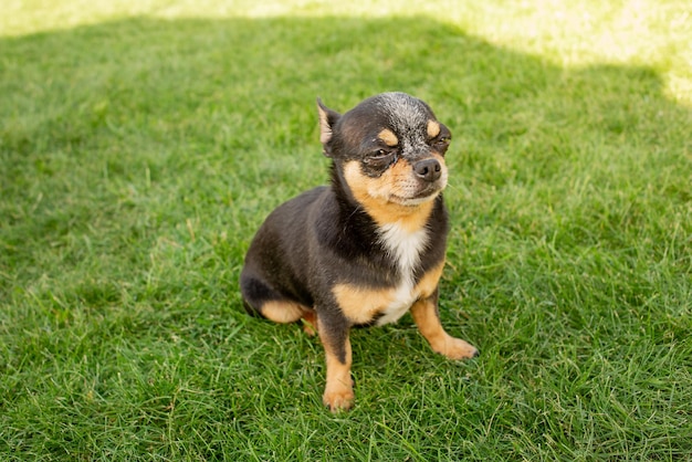 Raza de perro chihuahua tricolor negro marrón blanco Un mini perro está sentado en un césped verde