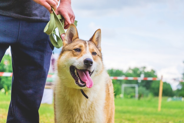 La raza de perro es una laika de Siberia Occidental cerca de su dueño en una exposición canina