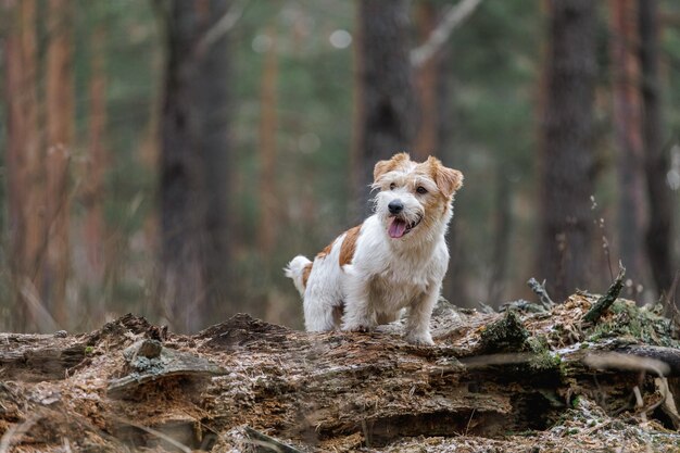 La raza de perro Jack Russell Terrier se alza sobre un tocón contra el telón de fondo de árboles coníferos Bosque frío de primavera