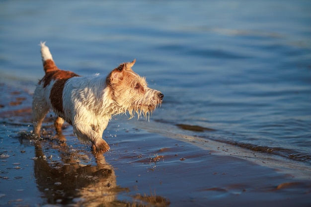 La raza de perro Jack Russell Terrier corre a lo largo de la orilla del mar al atardecer Lugar para una inscripción