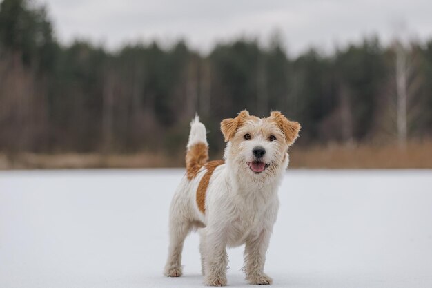 La raza de perro Jack Russell Terrier se encuentra en el fondo nevado de los árboles